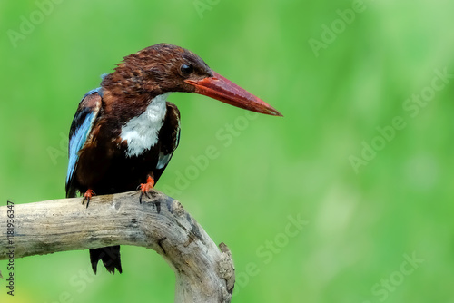 Photography White throated kingfisher
