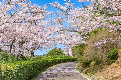 Sakura cherry blossoms in full bloom, Hitachi-shi Kamine Park, Japan's Top 100 Cherry Blossom Spots, Hitachi City, Ibaraki Prefecture, Japan photo