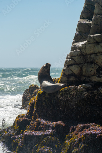 animales de granja y del bosque