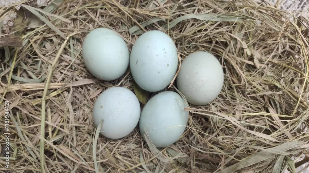 Some duck eggs in rice straw Some duck eggs in rice straw