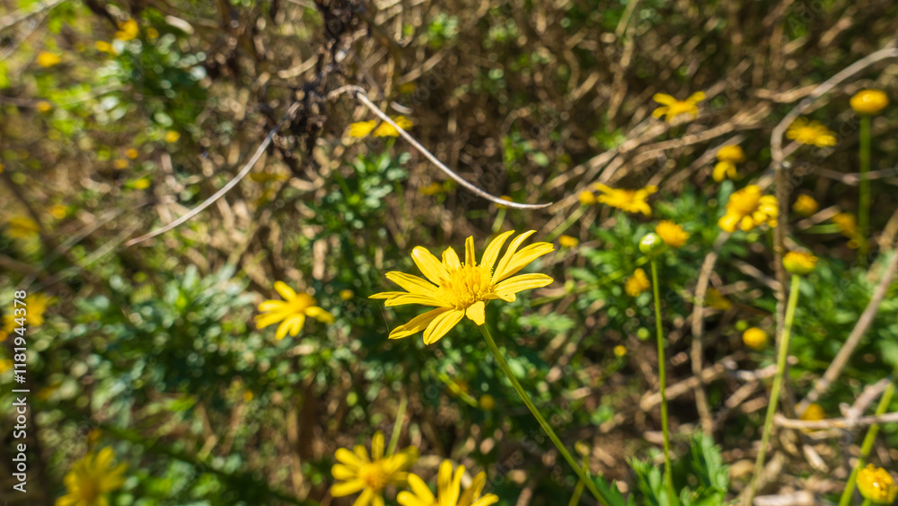 陽だまりの中の黄色い花 陽だまりの中の黄色い花