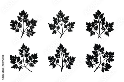 Parsley (Petroselinum crispum) design, labeled silhouette vector illustration