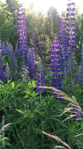 Natural lupine field in summer, short video moment in wild meadow in Latvia