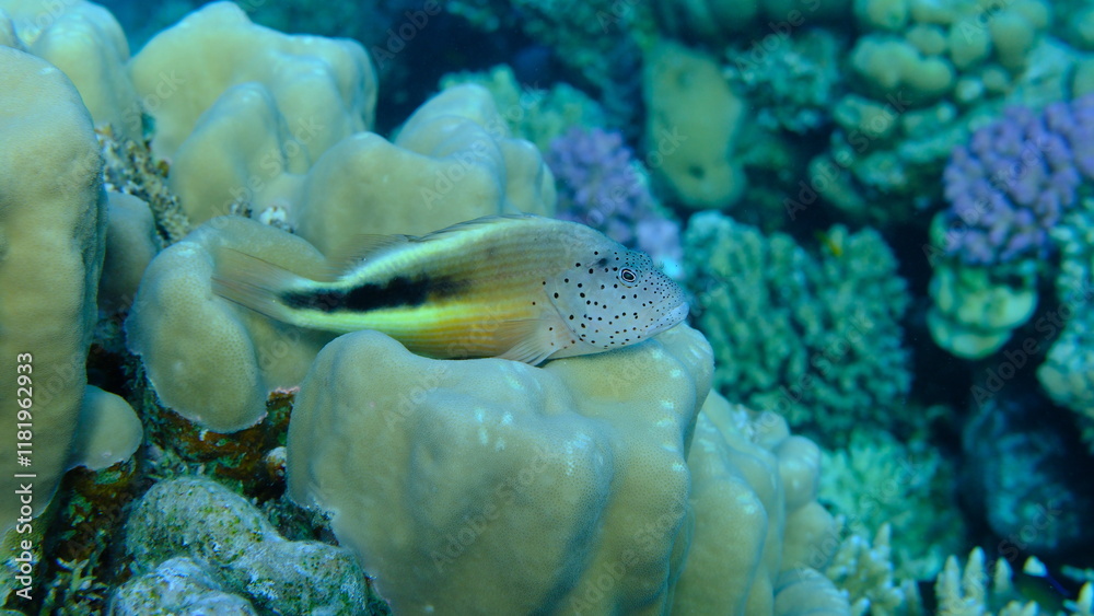 Fototapeta premium Blackside hawkfish (Paracirrhites forsteri) undersea, Red Sea, Egypt, Sharm El Sheikh, Montazah Bay