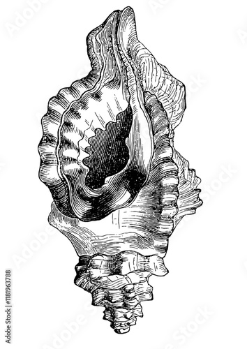 Vintage Shell Line Drawing