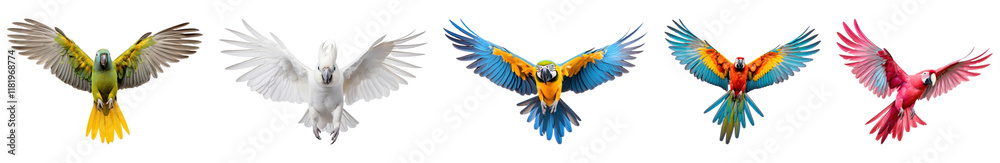 Fototapeta premium PNG Colorful parrots in flight, isolated element set, transparent background