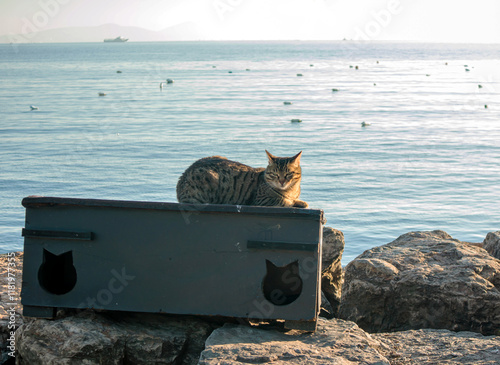 cat sitting in pet house on the beach