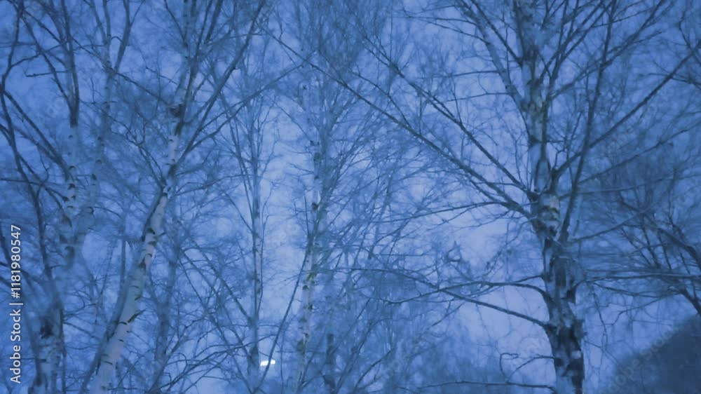 winter, heavy snowfall against the backdrop of bare birches, thaw, fluffy snowflakes quickly falling from above, blue evening light winter, heavy snowfall against the backdrop of bare birches, thaw, fluffy snowflakes quickly falling from above, blue evening light