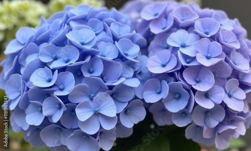 Vibrant blue hydrangeas in full bloom