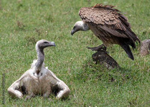 Nature's Clean-up Crew: Vultures Waiting for their Turn to Eat in Massai Mara, Kenya