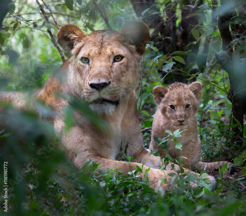 A Protective Lioness and Her Curious Cub in Kenya’s Wilderness