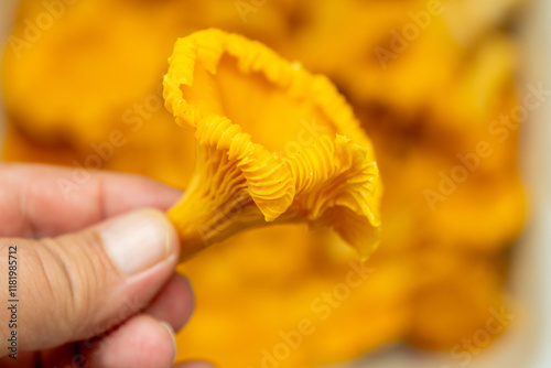Freshly picked chanterelle mushrooms being examined by hand in a kitchen setting during autumn for culinary use