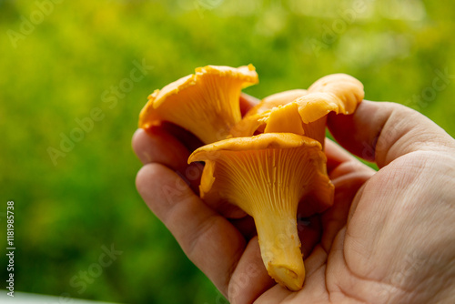 Hand holding freshly picked chanterelle mushrooms with a blurred green background, showcasing nature's bounty during a daylight harvest