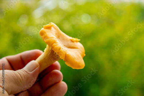 Chanterelle mushroom freshly picked in a lush green environment during autumn harvest season