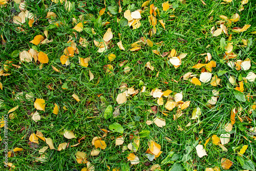 Colorful autumn leaves scattered on lush green grass in a serene park on a sunny day