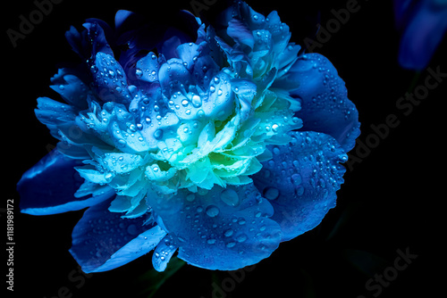 Bright blue flower with water droplets shining in soft light amidst dark backdrop creates a striking visual appeal in nature photography