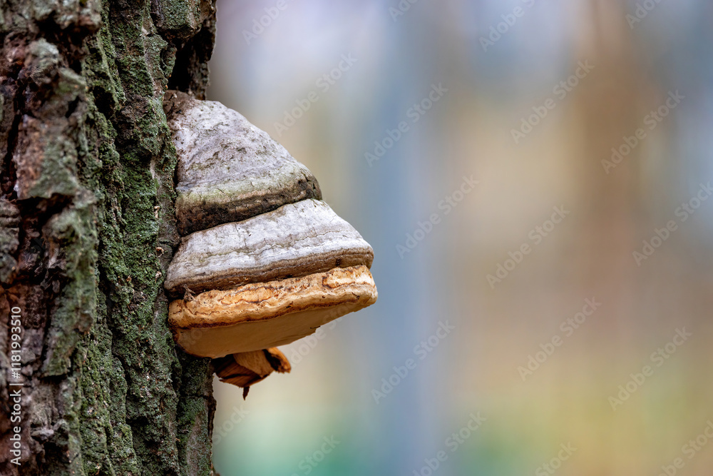 Unique mushroom growth on a tree trunk in a serene forest setting during springtime. Copy space.