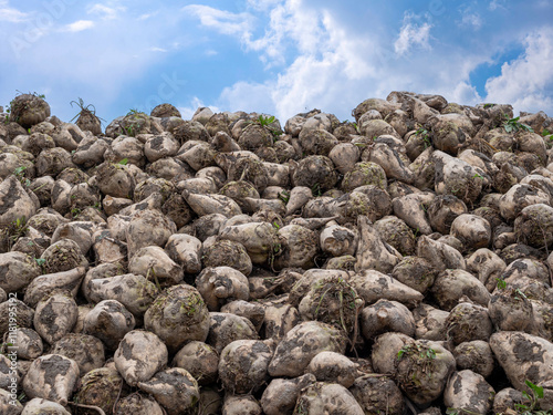 Zuckerrüben auf einem Haufen nach der Ernte,  Bayern, Deutschland photo