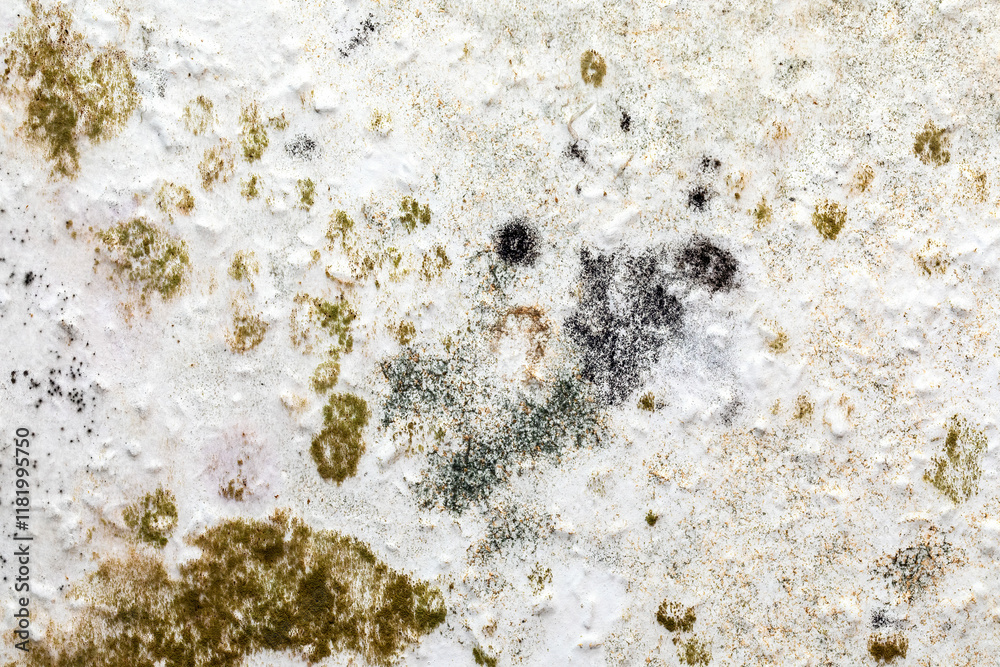 Black Mold Growth on Indoor Wall Due to Moisture Damage Black Mold Growth on Indoor Wall Due to Moisture Damage
