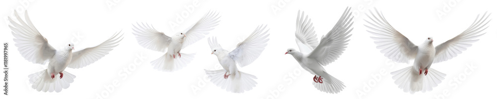 Fototapeta premium Flying white dove png cut out element set, transparent background