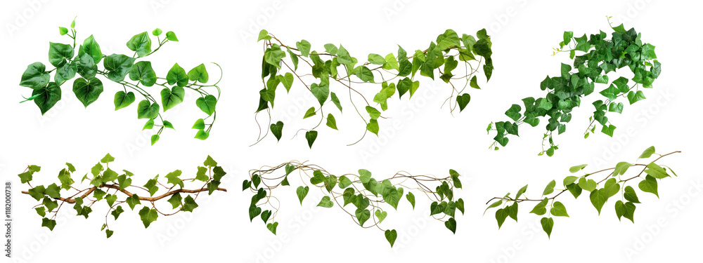 Plant leaf vine png cut out element set, transparent background Plant leaf vine png cut out element set, transparent background