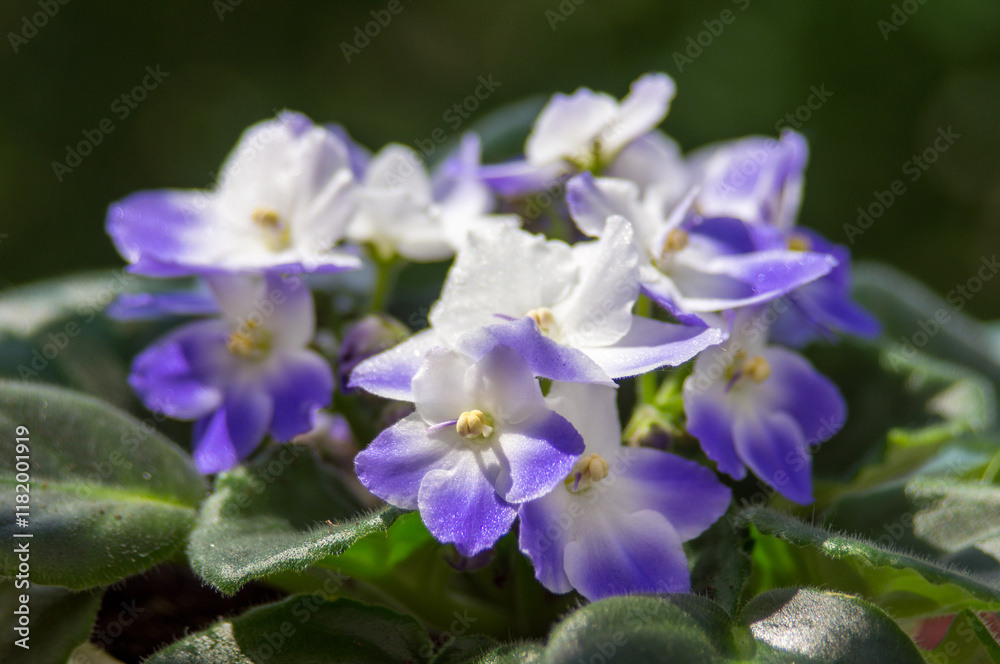 close up of a blue flower