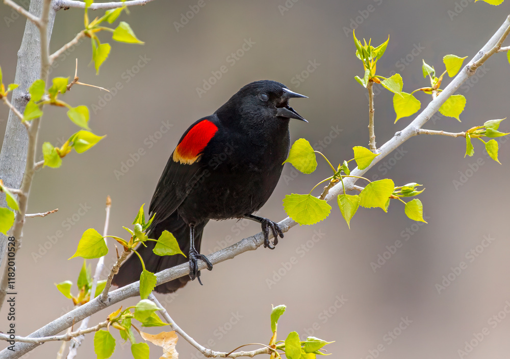 Fototapeta premium Red-winged Blackbird