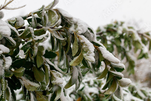 Tree branches covered with snow during snowfall, Belgrade