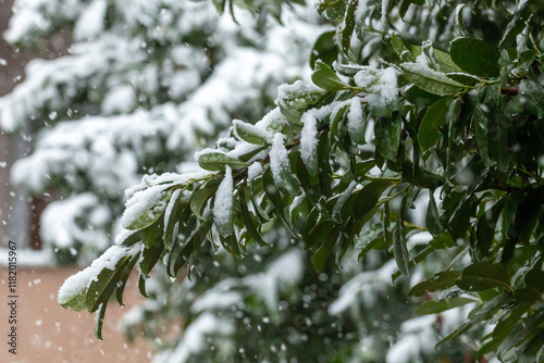 Tree branches covered with snow during snowfall, Belgrade