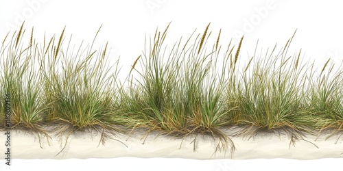 A detailed view of marram grass along with its roots is presented. There is also an area without any visual elements, creating a blank space.