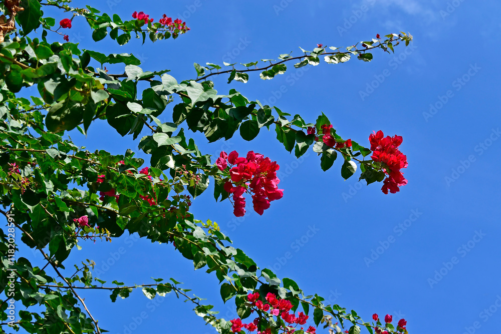 Pink bougainvillea flowers (Bougainvillea glabra), Rio de Janeiro, Brazil
