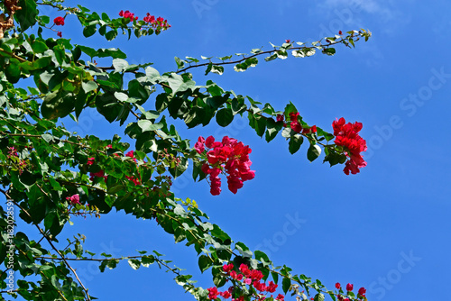 Obraz na płótnie Pink bougainvillea flowers (Bougainvillea glabra), Rio de Janeiro, Brazil w salonie