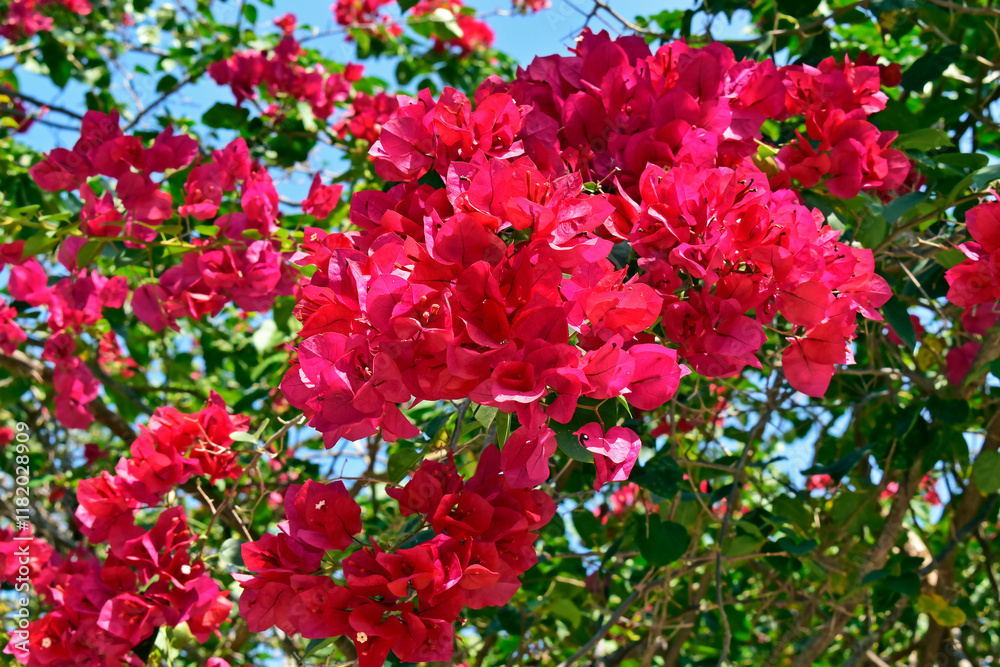Pink bougainvillea flowers (Bougainvillea glabra), Rio de Janeiro, Brazil