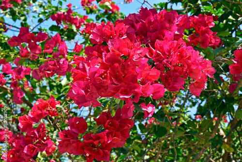 Obraz na płótnie Pink bougainvillea flowers (Bougainvillea glabra), Rio de Janeiro, Brazil w salonie