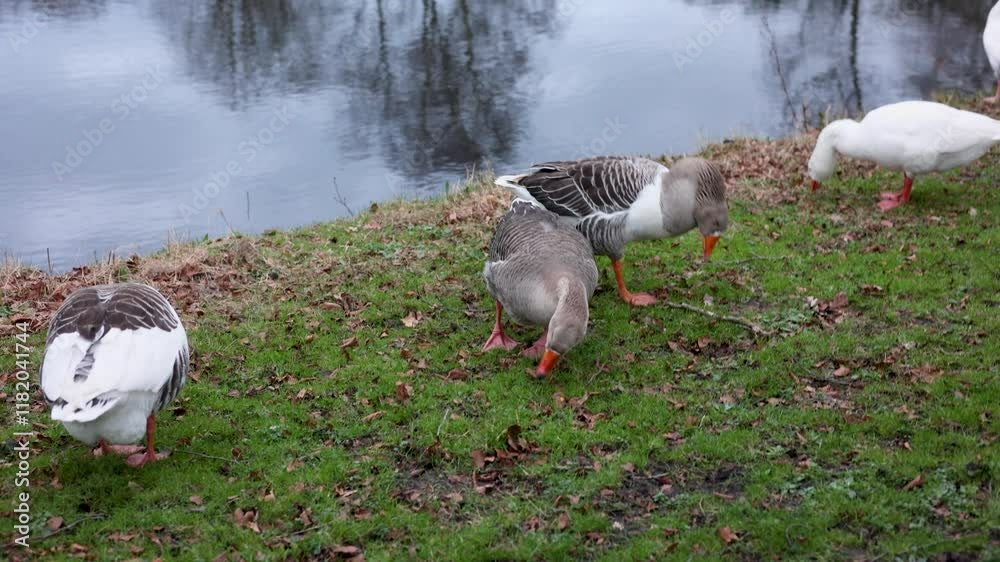 Geese grazing by a calm pond on a chilly day, surrounded by green grass and scattered leaves. The peaceful scene reflects the natural harmony of wildlife and water in a serene outdoor setting. Geese grazing by a calm pond on a chilly day, surrounded by green grass and scattered leaves. The peaceful scene reflects the natural harmony of wildlife and water in a serene outdoor setting.
