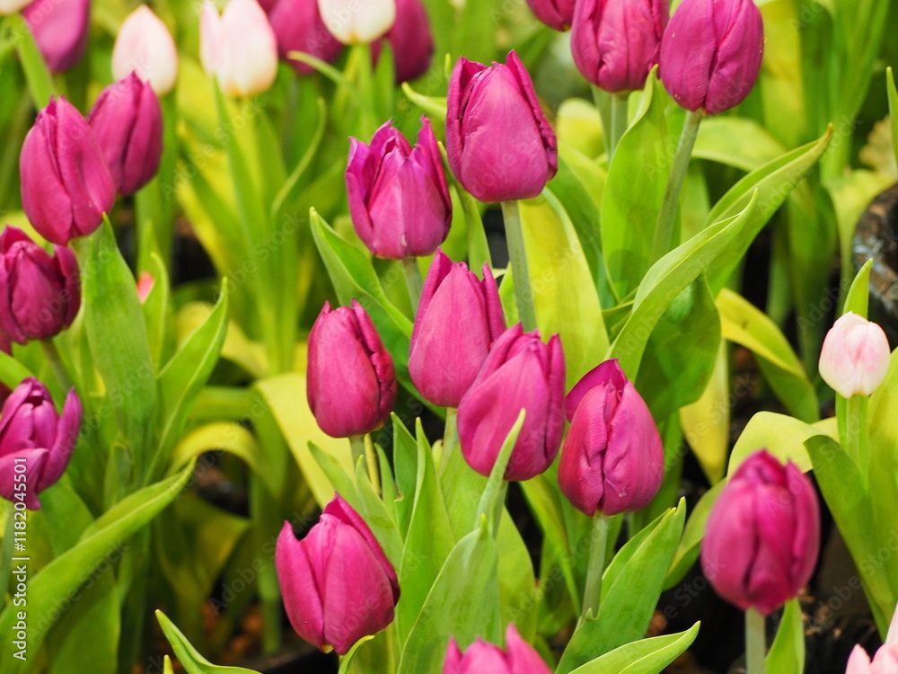 A hybrid of dark pink and light is planted in flowerbeds inside exhibition room. The tulip leaves are ovate to lanceolate, elongated, have dark green blades. bright pink tulips top view
A hybrid of dark pink and light is planted in flowerbeds inside exhibition room. The tulip leaves are ovate to lanceolate, elongated, have dark green blades. bright pink tulips top view