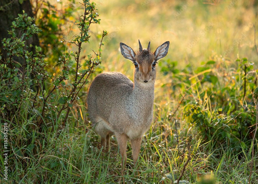 A Curious Dik-Dik Antelope Poses Amid the Bushes in Kenya’s Masai Mara, Illuminated by the Soft Glow of Early Morning Light A Curious Dik-Dik Antelope Poses Amid the Bushes in Kenya’s Masai Mara, Illuminated by the Soft Glow of Early Morning Light
