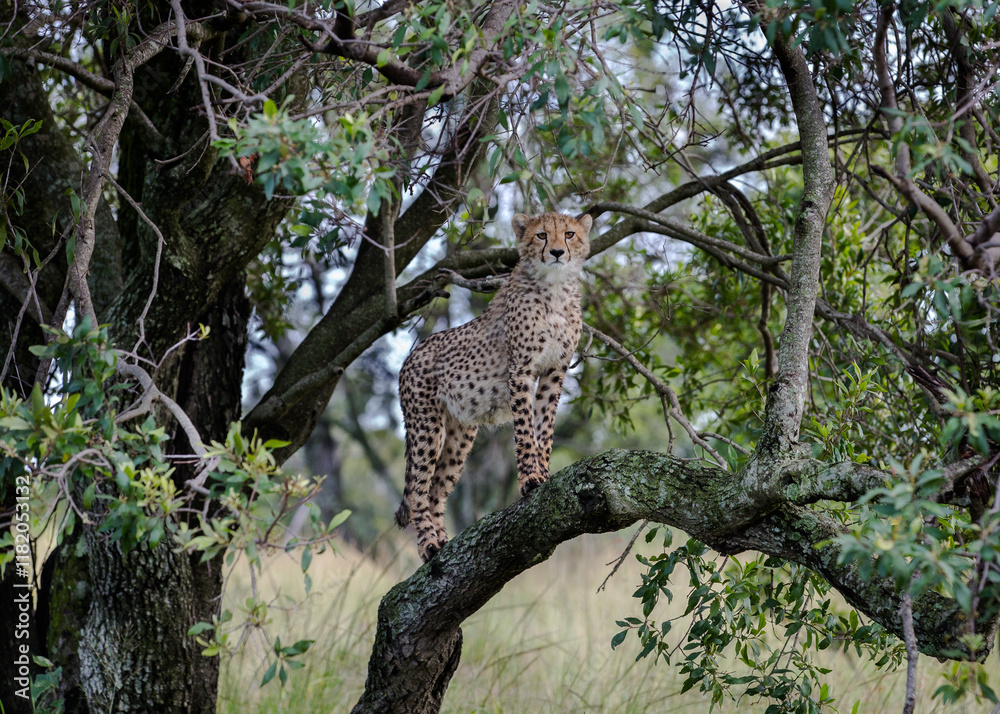 An Unusual Sight: Curious Juvenile Cheetah in a Tree in Massai Mara, Kenya An Unusual Sight: Curious Juvenile Cheetah in a Tree in Massai Mara, Kenya