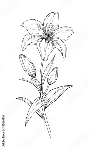 Vector hand drawn lily flower line art