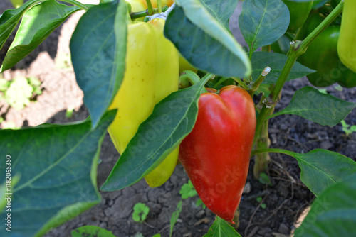 a red and green bell peppers are growing on the plant close up photo