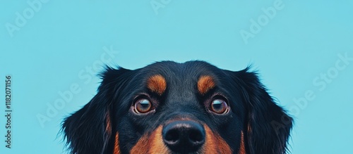 Contemporary art collage featuring a cute purebred dog with expressive male eyes attentively gazing at the camera against a vibrant blue background, capturing surrealism and creativity in animal portr photo