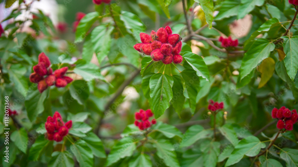 Close-up view of Sindoor tree with vibrant red flowers blooming Close-up view of Sindoor tree with vibrant red flowers blooming
