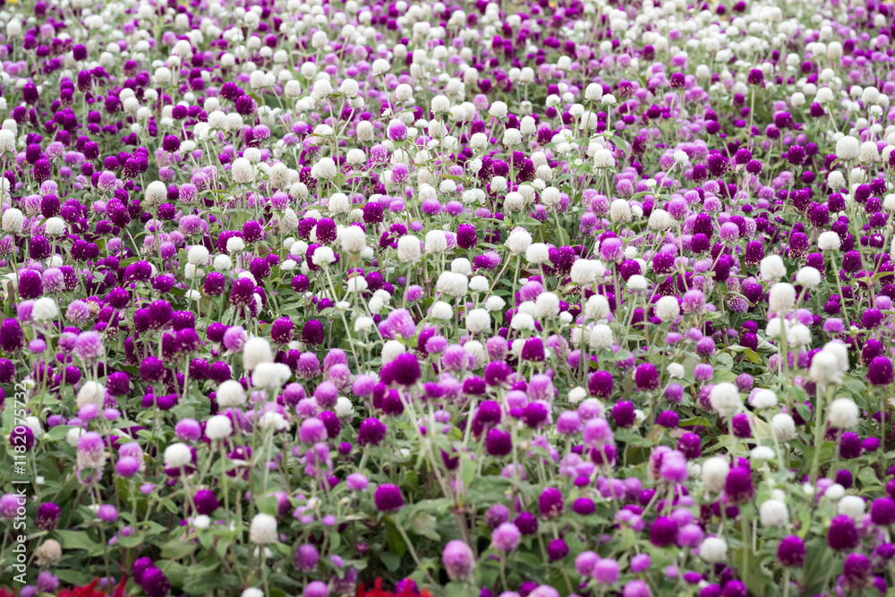 Beautiful Globe Amaranth (gomphrena globosa) flowers. Beautiful Globe Amaranth (gomphrena globosa) flowers.