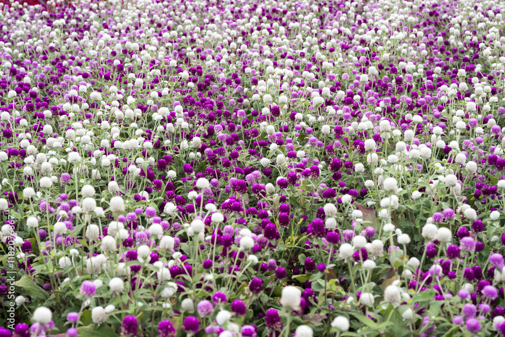 Beautiful Globe Amaranth (gomphrena globosa) flowers. Beautiful Globe Amaranth (gomphrena globosa) flowers.