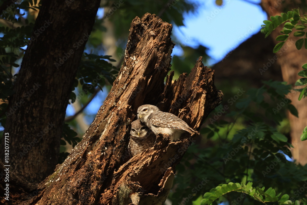 Spotted Owlet (Athene Brama) is a small owl which breeds in tropical Asia. They roost in small groups in the hollows of trees. Wat Chaloem Phrakiat Worawihan, Nonthaburi ,Thailand Spotted Owlet (Athene Brama) is a small owl which breeds in tropical Asia. They roost in small groups in the hollows of trees. Wat Chaloem Phrakiat Worawihan, Nonthaburi ,Thailand