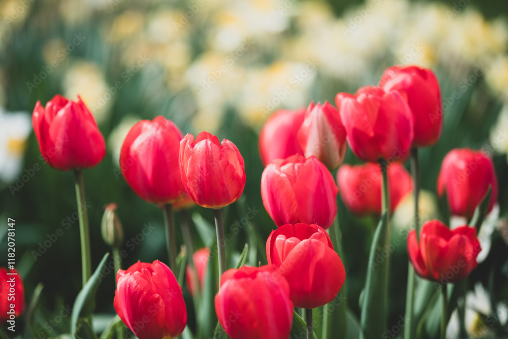 Obraz premium Toned photo of red blooming tulips. Close up of tulips blooming in flower bed