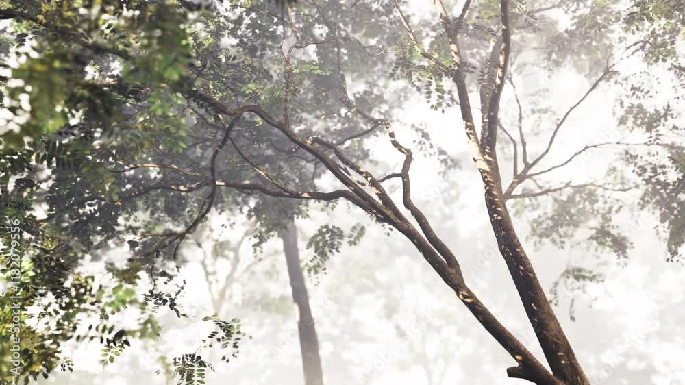 A Serene Forest Enveloped in Tropic Mist and Hidden in the Heart of China A Serene Forest Enveloped in Tropic Mist and Hidden in the Heart of China