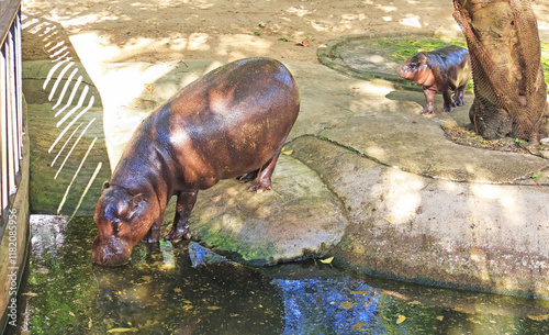 Adorable 3 months old baby Pygmy Hippo being with her mother all the time photo