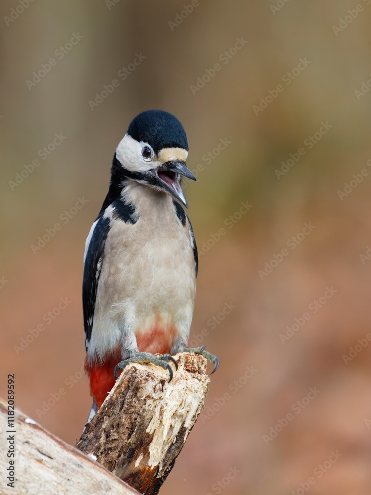Great Spotted Woodpecker Singing on a Broken Branch with an Autumnal Background Great Spotted Woodpecker Singing on a Broken Branch with an Autumnal Background