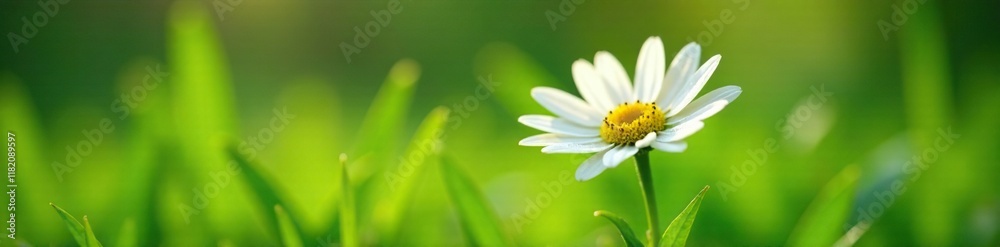 Fresh white daisy flower blooming in lush green grass with dew drops, dew, garden, bloom Fresh white daisy flower blooming in lush green grass with dew drops, dew, garden, bloom